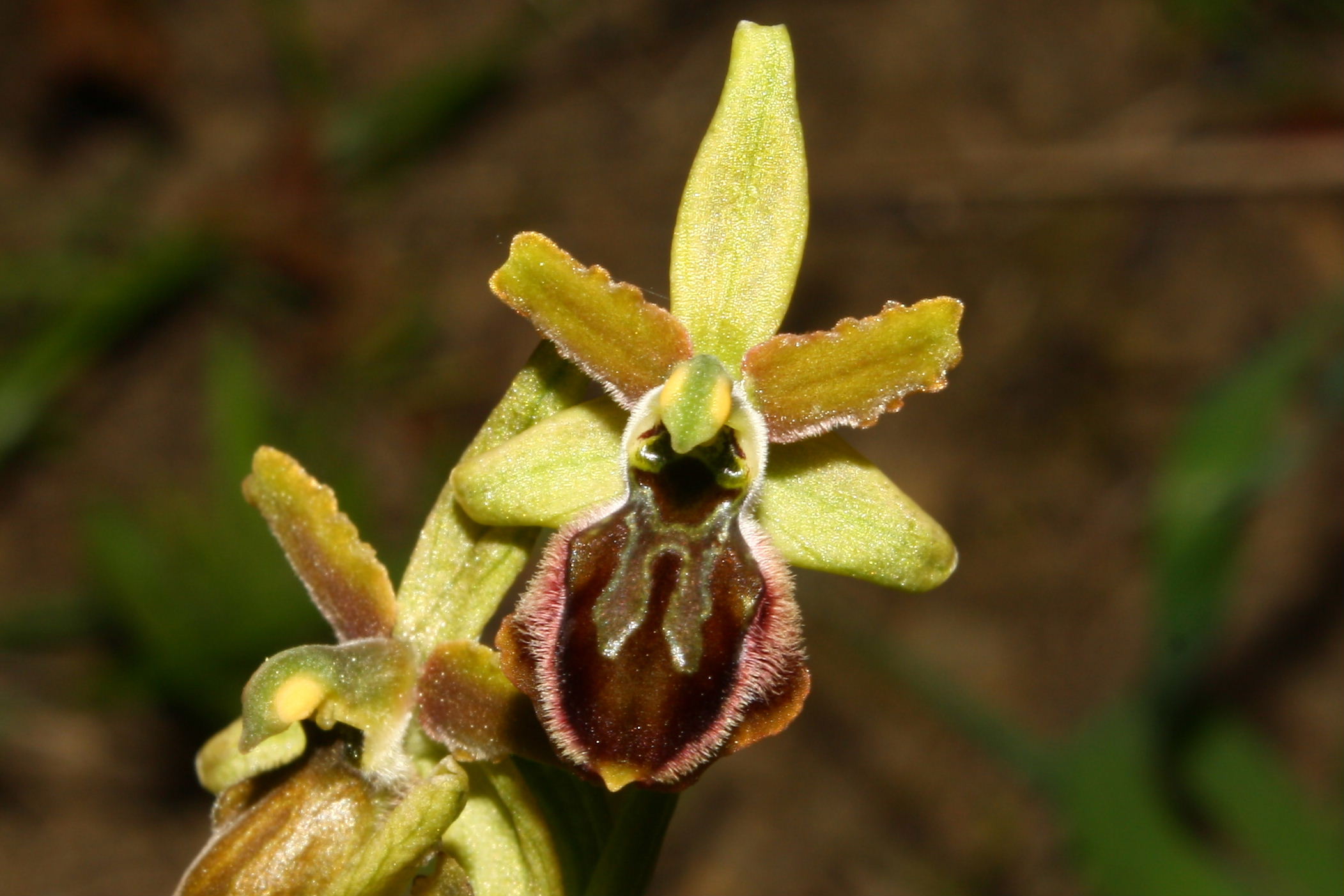 Ophrys sphegodes da determinare-1